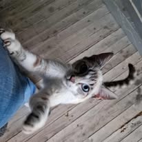 Photo de Aiko