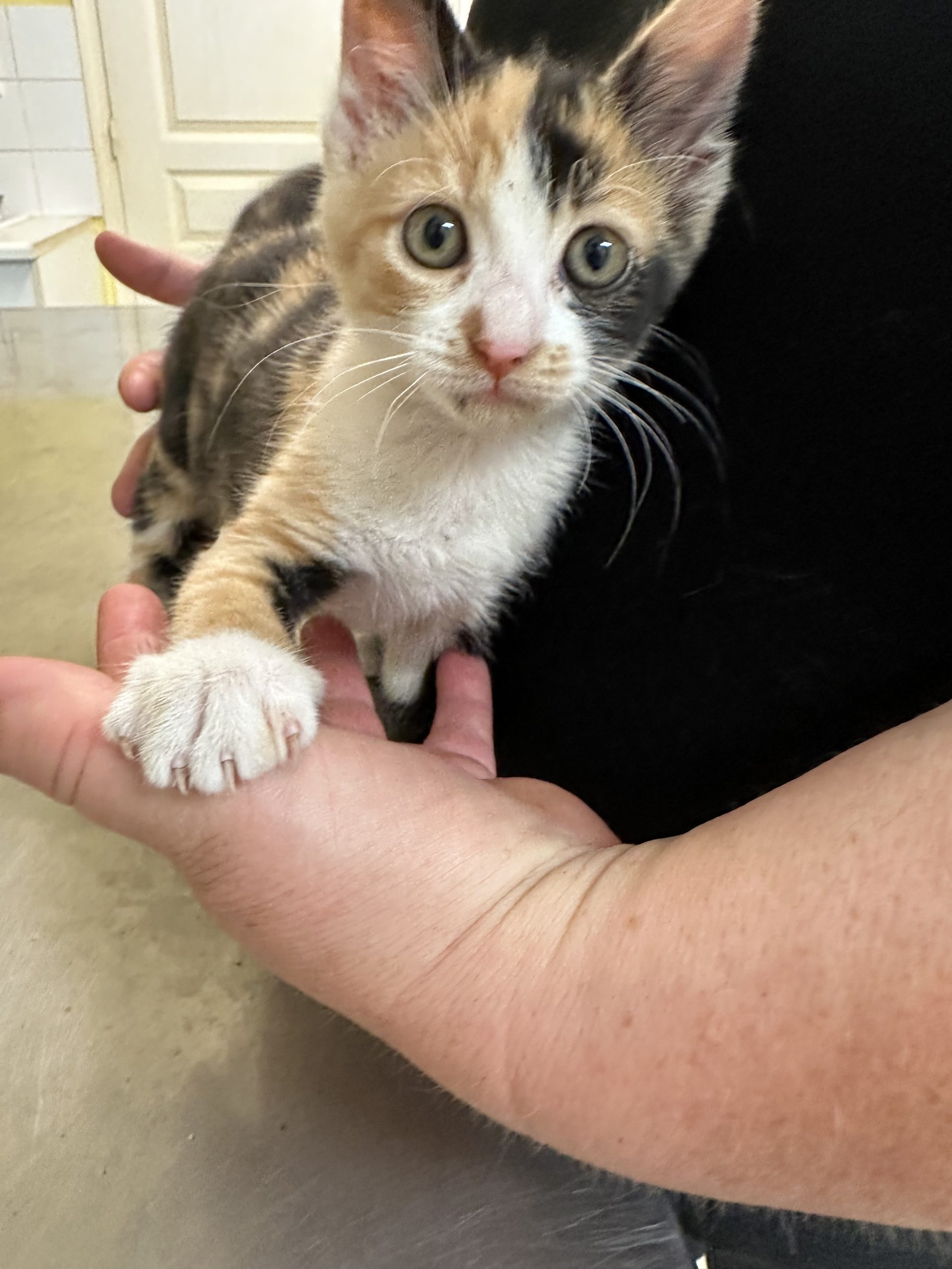 Photo de Nala